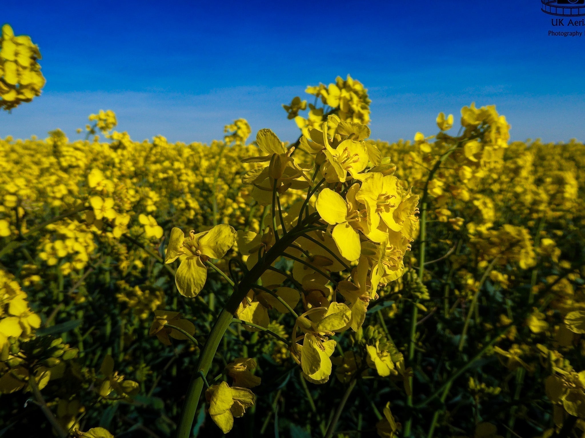 Beautiful Hillfarm rapeseed fields, ready to be cold-pressed into premium oil